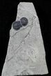 Peronopsis Agnostid Trilobite - Utah #26782-1